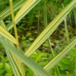 Phragmites australis 'Albovariegata'