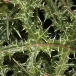 Acanthus spinosus ssp. spinosissimus