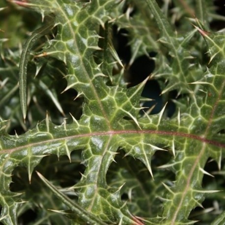 Acanthus spinosus ssp. spinosissimus