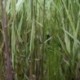 Phragmites australis 'Aureovariegata'