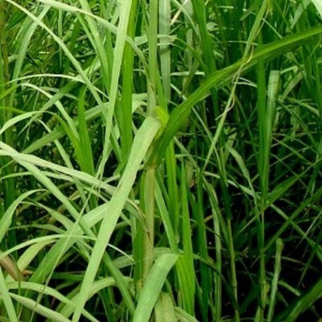 Phragmites karka