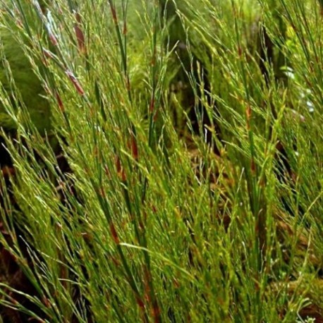 Rhodocoma capensis - (Restionacées)