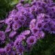 Aster novae angliae 'Purple Dome'