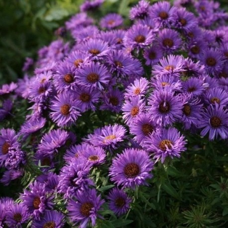 Aster novae angliae 'Purple Dome'