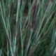 Schizachyrium scoparium 'The blues'