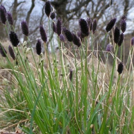 Sesleria heuffleriana