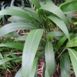 Setaria palmifolia