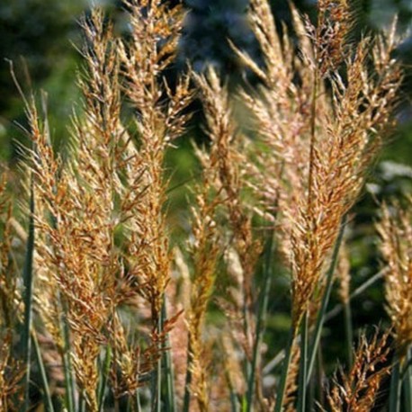 Sorghastrum nutans 'Indian Steel'