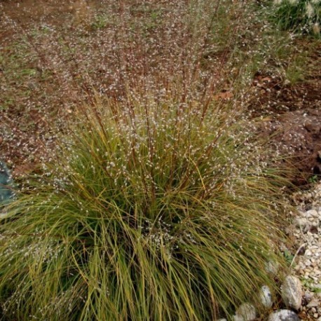 Sporobolus heterolepis 'Cloud'