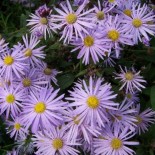 Aster turbinellus