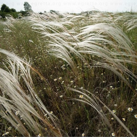 Stipa barbata