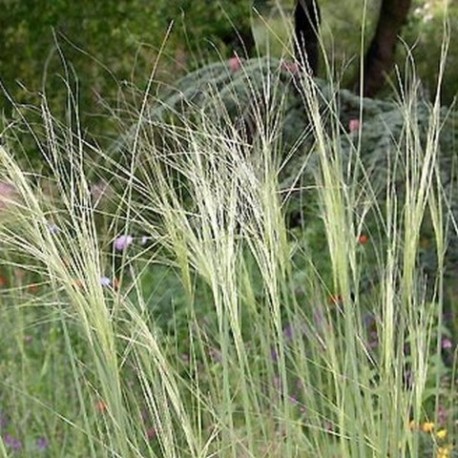 Stipa capillata