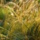 Stipa gigantea