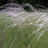 Stipa pennata