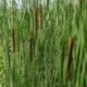 Typha angustifolia - (Typhacées)