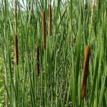 Typha angustifolia - (Typhacées)