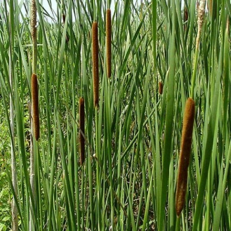 Typha angustifolia - (Typhacées)