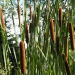 Typha latifolia