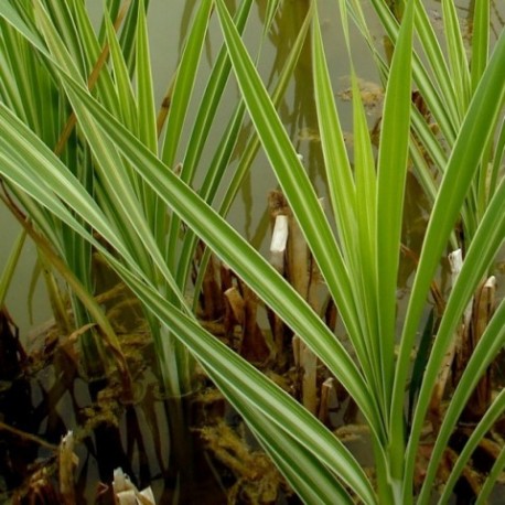 Typha latifolia 'Variegata'