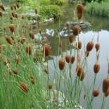 Typha minima