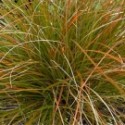 Carex