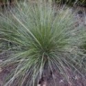 Muhlenbergia