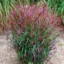 Panicum