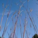 Andropogon