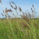 Bothriochloa