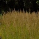 Calamagrostis