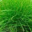 Eleocharis