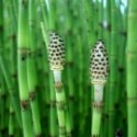 Equisetum