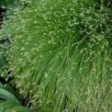 Isolepis