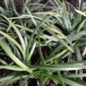 Ophiopogon