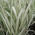 Phalaris