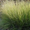 Sesleria