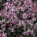 Aster