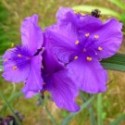 Tradescantia