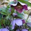 Helleborus