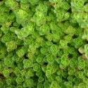 Sedum