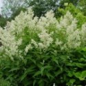 Polygonum