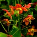 Epimedium