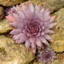 Sempervivum