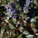 Ajuga