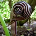 Arisaema