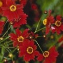 Coreopsis