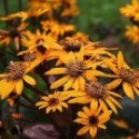 Ligularia