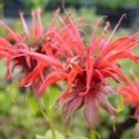 Monarda