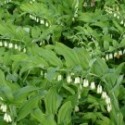 Polygonatum