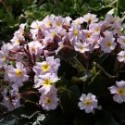 Primula